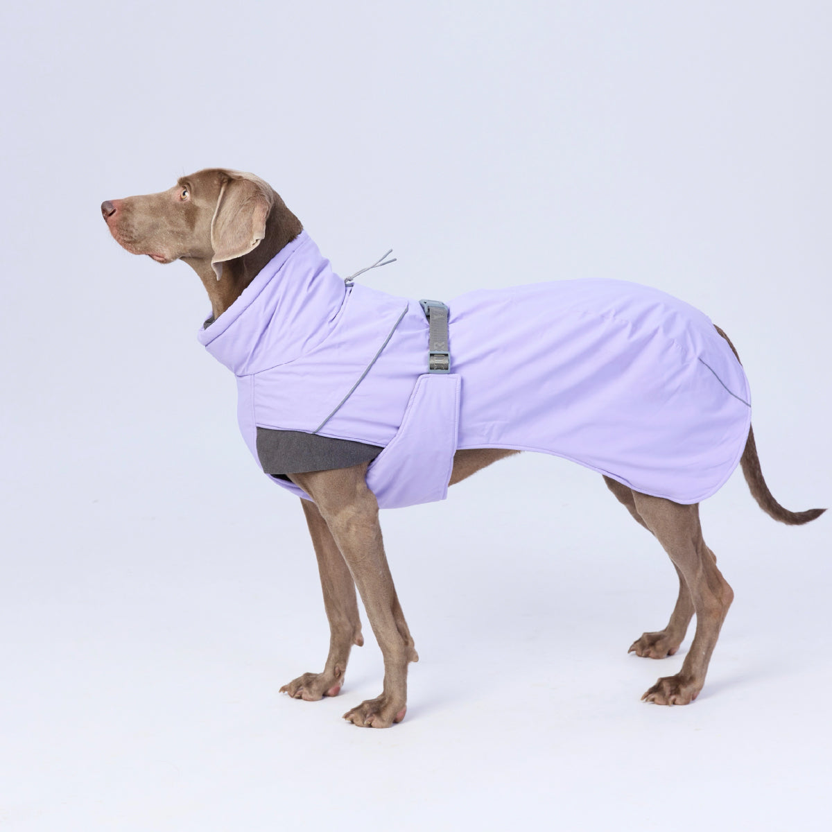 Winter Snug Dog Coat