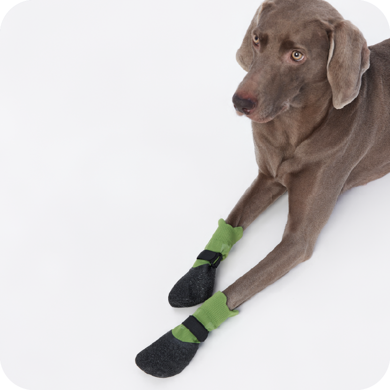 Training Paw ShoeSocks