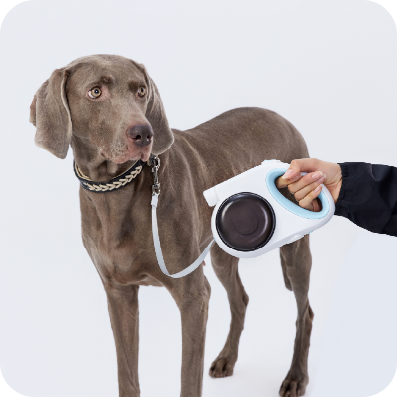 All-in-One Leash